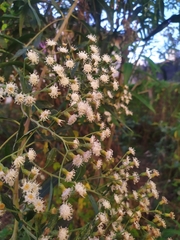 Cabobanthus polysphaerus