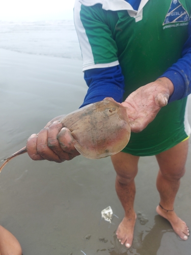 Blotched stingray (Urotrygon chilensis) — Urotrygonidae
