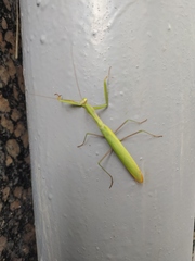 Mantis religiosa