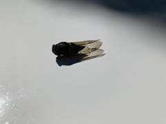 Neotibicen lyricen