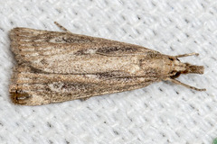 Thopeutis forbesellus