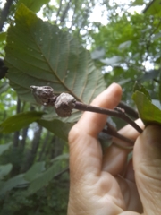 Dasineura serrulatae