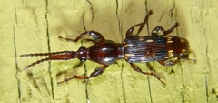 Arrhenodes minutus