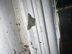 Chloropteryx tepperaria