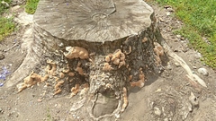 Fungi