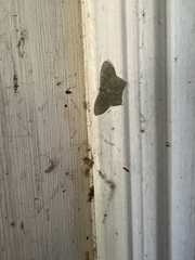 Chloropteryx tepperaria