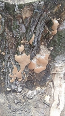 Fungi