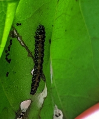 Omphalocera munroei