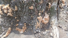 Fungi