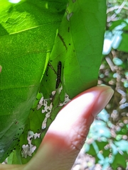 Omphalocera munroei