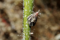 Jujubinus exasperatus