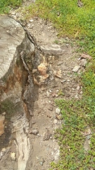 Fungi