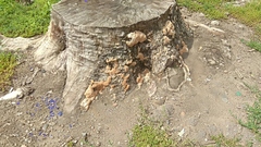 Fungi