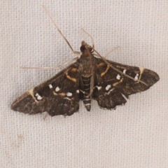 Diathrausta