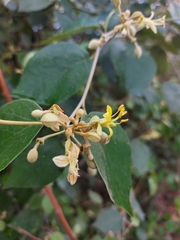 Capparicordis crotonoides