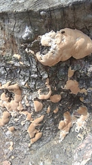 Fungi