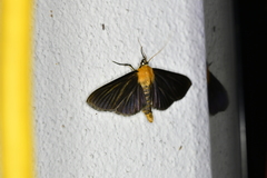 Phostria citrinalis