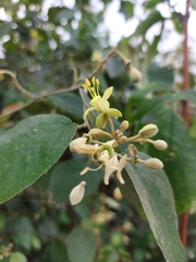 Capparicordis crotonoides