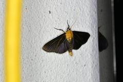 Phostria citrinalis