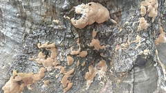 Fungi
