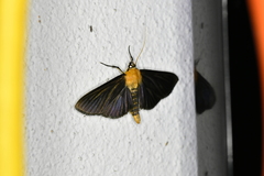 Phostria citrinalis