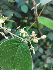 Capparicordis crotonoides
