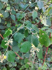 Capparicordis crotonoides