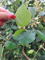 Capparicordis crotonoides