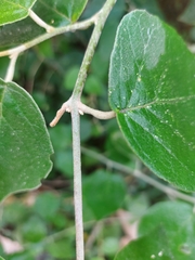 Capparicordis crotonoides