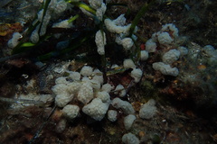 Eudistoma
