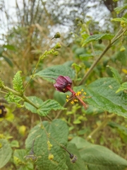Sidastrum paniculatum