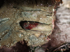 Zelithophaga truncata