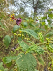 Sidastrum paniculatum