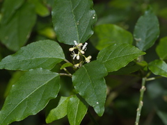 Rivina humilis