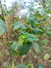 Sidastrum paniculatum