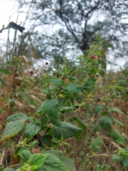 Sidastrum paniculatum