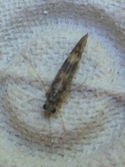 Agraylea multipunctata