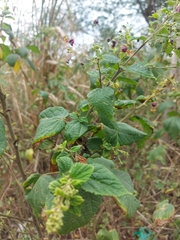 Sidastrum paniculatum