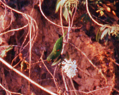Psittacara leucophthalmus
