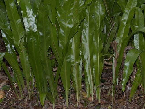 Microsorum punctatum
