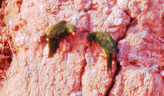 Psittacara leucophthalmus