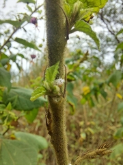 Sidastrum paniculatum