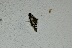 Desmia ufeus