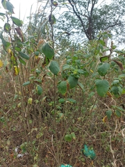 Sidastrum paniculatum