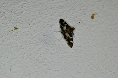 Desmia ufeus