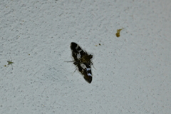 Desmia ufeus