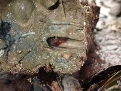 Zelithophaga truncata