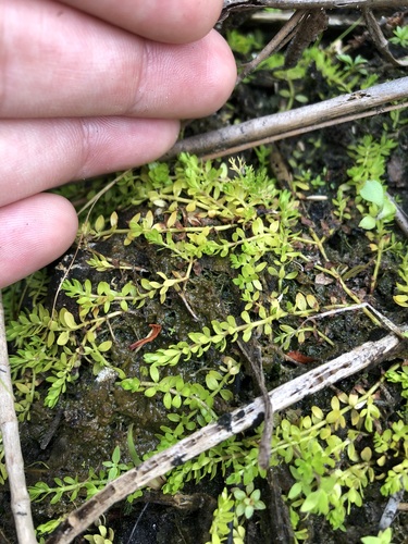 Micranthemum glomeratum