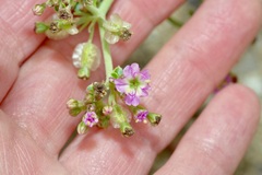 Acleisanthes chenopodioides