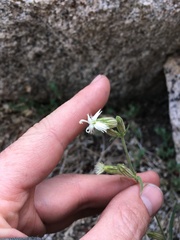 Silene bernardina